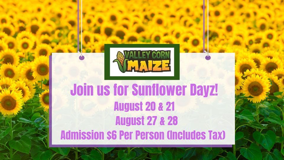 Sunflower Dayz at Valley Corn Maize! , Valley Corn Maize, Grand Forks, August 20 2022 AllEvents.in