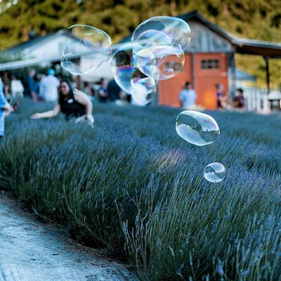 Wayward Winds Lavender