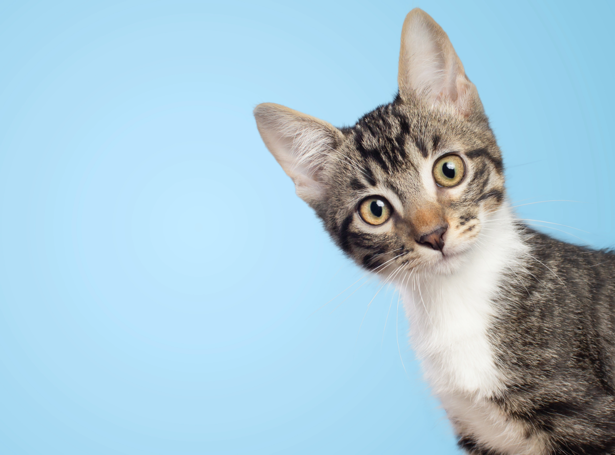 Calgary Cat Festival & Market 2025, 13 September | Event in Calgary | AllEvents