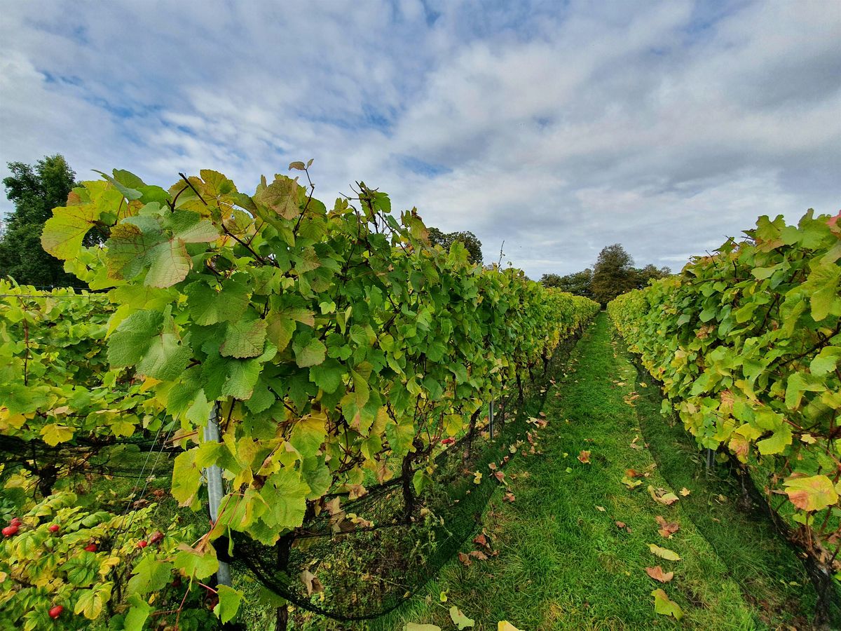 HIKE 14KM Garden of England Meopham Valley and the Vine fields of Kent, 1 February | Event in London | AllEvents