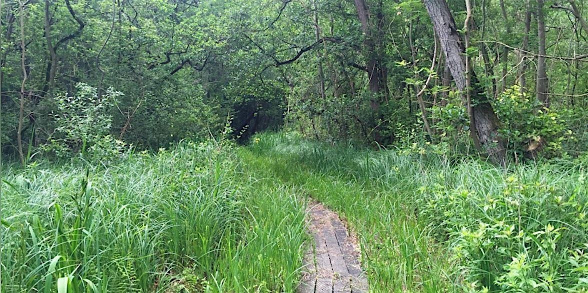 Winter at Upton Broad and Marshes - a free guided walk, 13 December | Event in Norwich | AllEvents