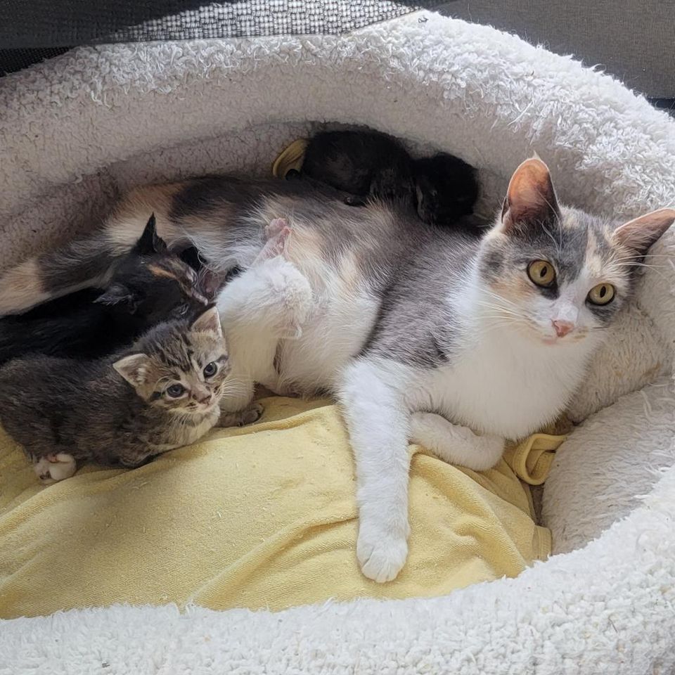 Adoptions at Petco Village Square, Petco, Tallahassee, January 7 2025