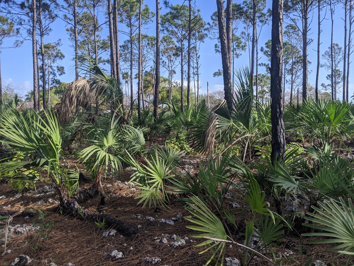 The Pine Rockland A Virtual Introduction, Minus the Sweat