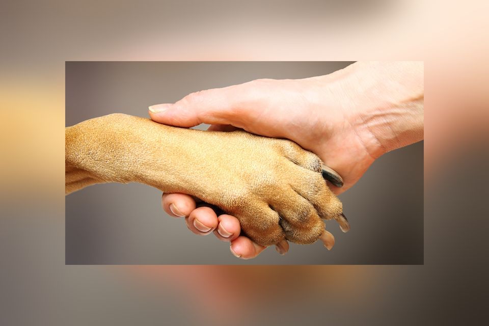 Adoption Event PEAVEY MART on PEMBINA HWY, 2860 Pembina Hwy, Winnipeg