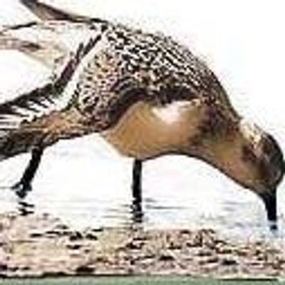 Friends of Kohler-Andrae State Park