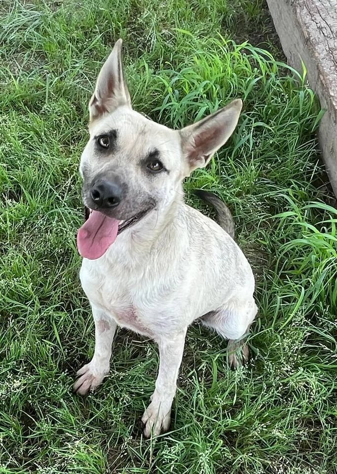 Adoptions at the Aubrey Peanut Festival!, Aubrey Park, October 1 2025