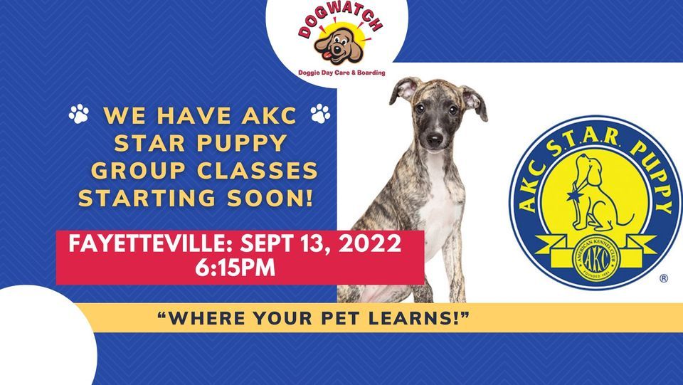 Akc star puppy class near me Clearance