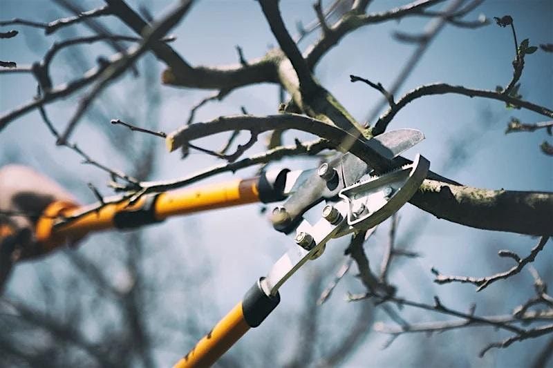 Winter Fruit Tree Pruning, 28 February | Event in Victoria | AllEvents