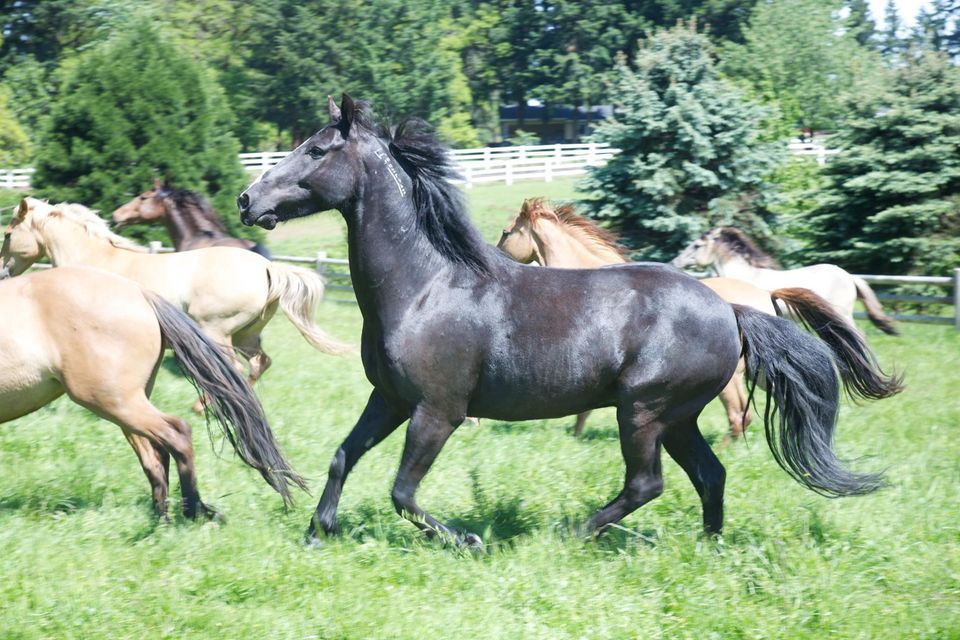 Meet the Mustangs Returns! , Wild Horse Mountain RanchA Rescue and