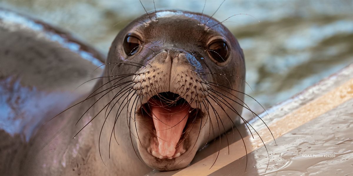 The Marine Mammal Center Presents: Ke Kai Ola Open House Series, 6 December | Event in Kailua-Kona | AllEvents