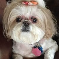 Community Member