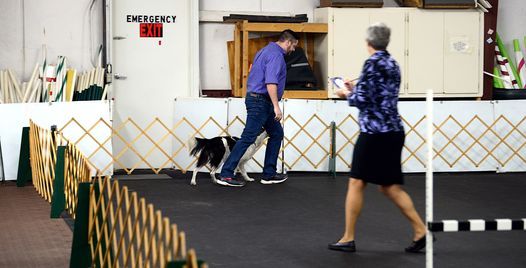 3 Ipoc Akc Obedience Trials Imperial Polk Obedience Club3611 Century Blvd Lakeland Fl May 1 21 Allevents In
