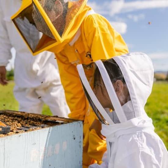 Small-Group Beekeeping Experience in Tauherenikau | Event in Kahutara | AllEvents