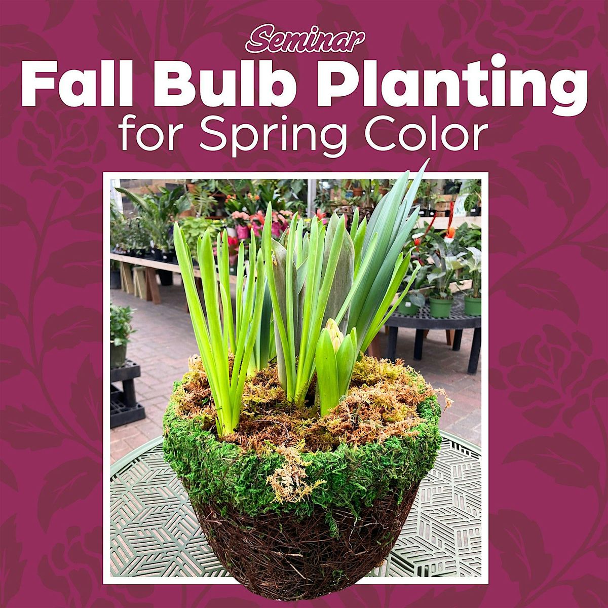 Fall Bulb Planting for Spring Color, Sargent's on 2nd, Rochester, 24 ...