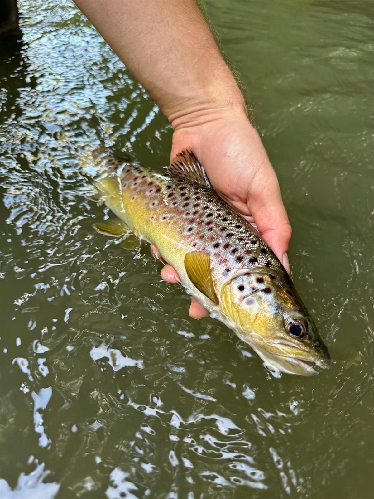 Weir-ed Rivers and Fantastic Fish, 21 January | Event in Bruton | AllEvents