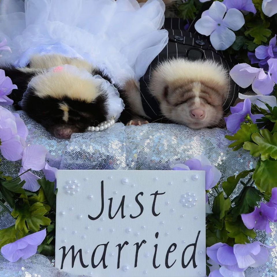 Teddy and Delilahs 2nd Anniversary Party, England Brothers Park