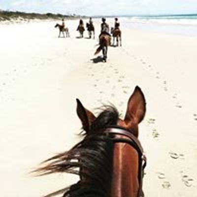Zephyr Horses