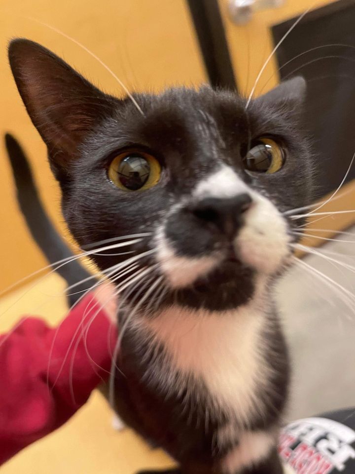 Caterday Adoptions PetSmart Fort Jackson, 4400 Fort Jackson Blvd, Columbia, SC 292091006