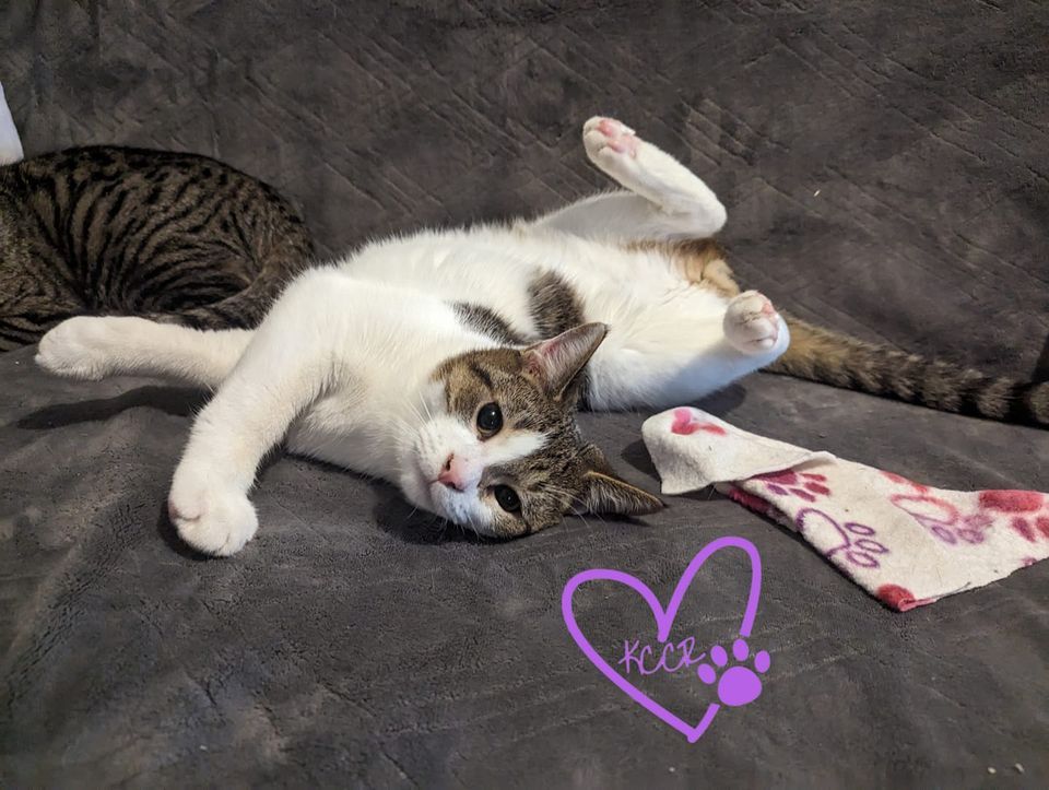 Yoga with Cats! , Kzoo Cat Cafe and Rescue, Kalamazoo, November 16 2023