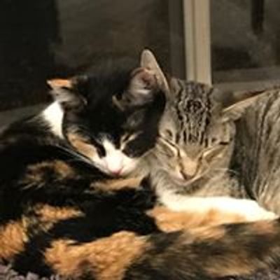 New Beginnings Cat Rescue (NBCR)