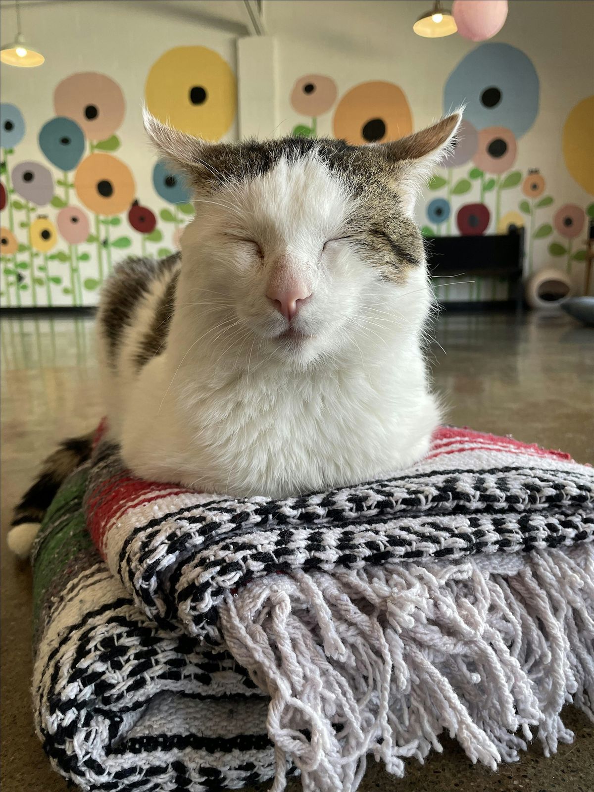 Mats and Cats: Family Exercise and Stretch, 6 December | Event in Ferndale | AllEvents