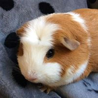 RSPCA Halifax, Huddersfield, Bradford & District Branch