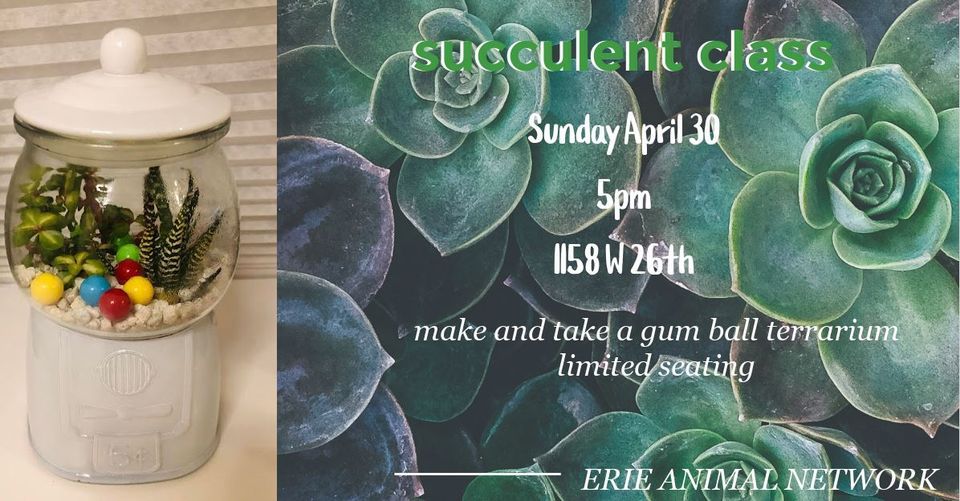 Succulent Class Gumball Terrarium , Erie Animal Network, 30 April 2023