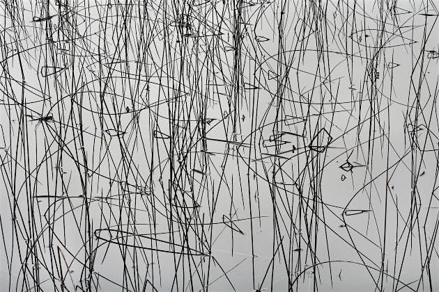 Holiday Program: Printed Patterns from Nature (AM session), 8 January | Event in Launceston | AllEvents