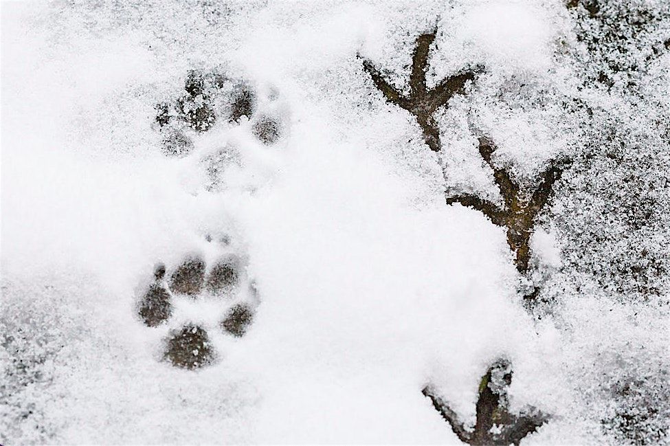 Nature Sprouts: Follow the Footprints, 17 February | Event in Neosho | AllEvents