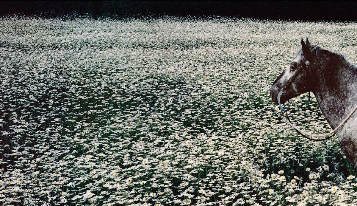 SF Sketchfest with Stayin' Alive - Tribute to The Bee Gees, 1 February | Event in San Francisco | AllEvents