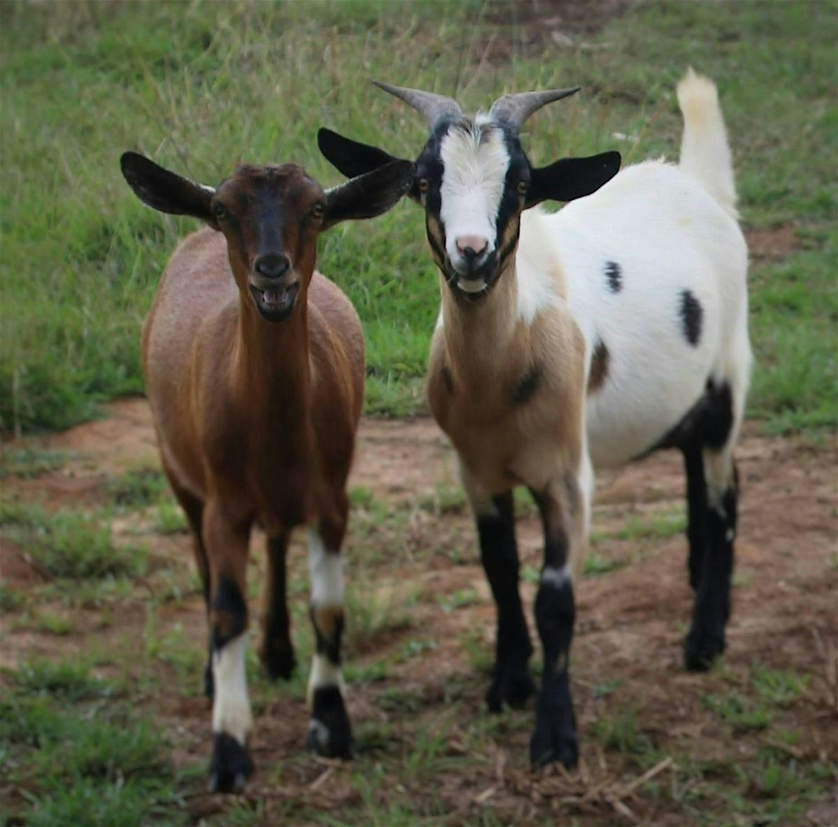 Goats - Starting Point, 21 January | Event in Bogue Chitto | AllEvents