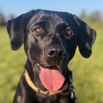 Worcester Dogs - Training and Behaviour
