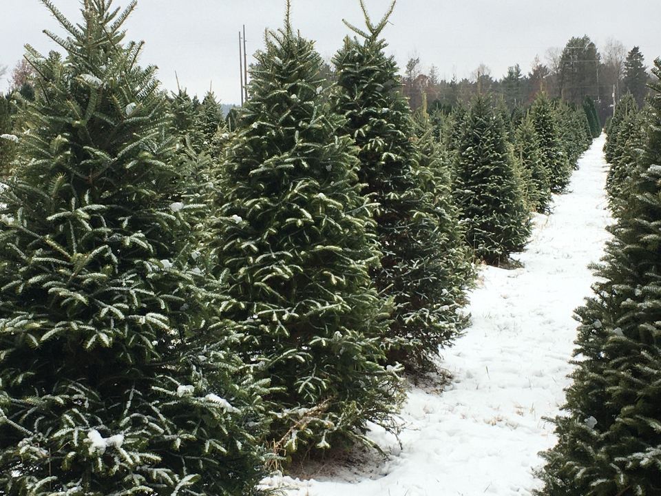 Christmas Tree Harvest, Stake's Tree Farm, Rudolph, December 8 to