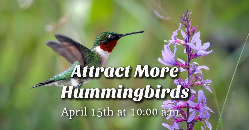 Attract More Hummingbirds To Your Yard, Casey's Outdoor Solutions