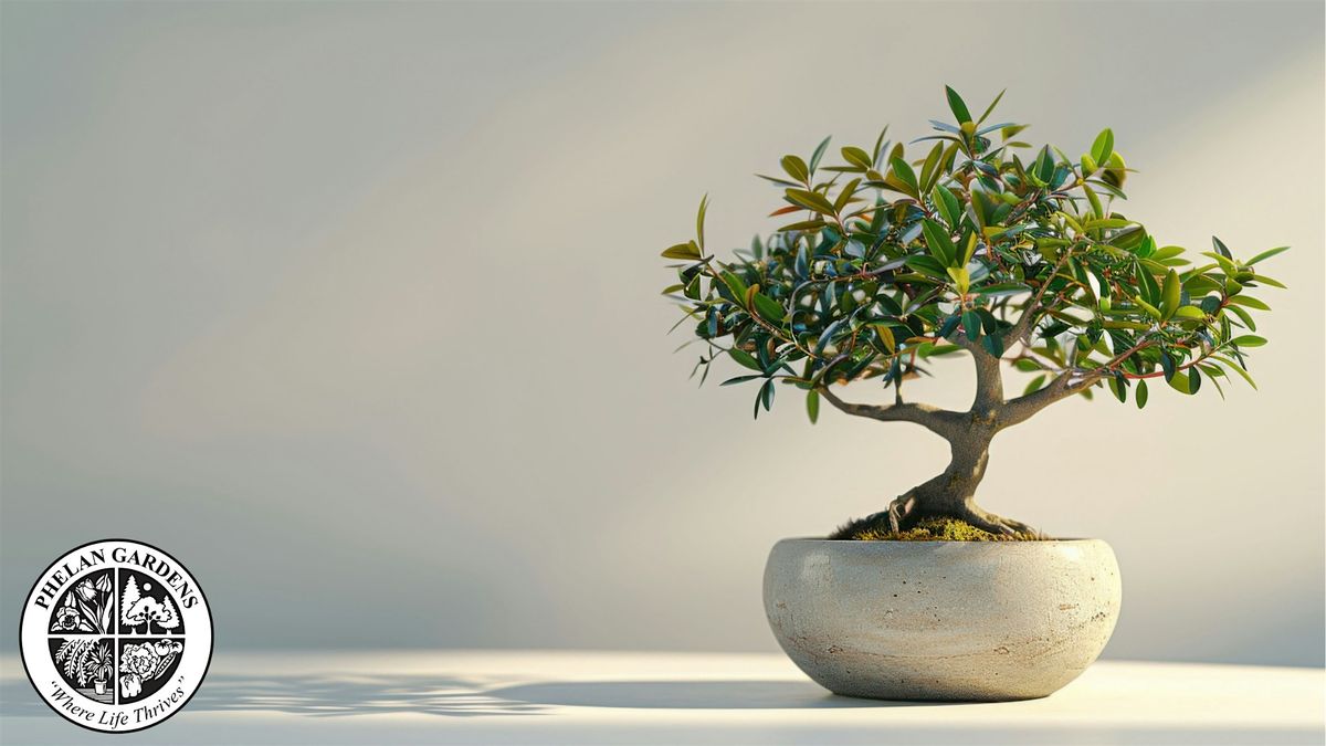 Intro to Bonsai: Olive Tree, 12 December | Event in Colorado Springs | AllEvents