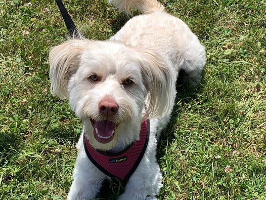 Dog Events In Stratford Ct Dog Training Classes Workshops In Stratford Ct 2022 Dog Events Connecticut