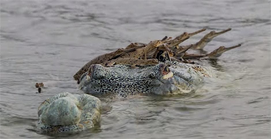 Winter CrocFest 2025, 13 December | Event in St. Augustine | AllEvents