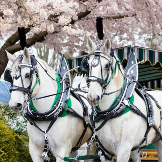 Stanley Park Horse-Drawn Guided Tour, 3 May | Event in Vancouver | AllEvents