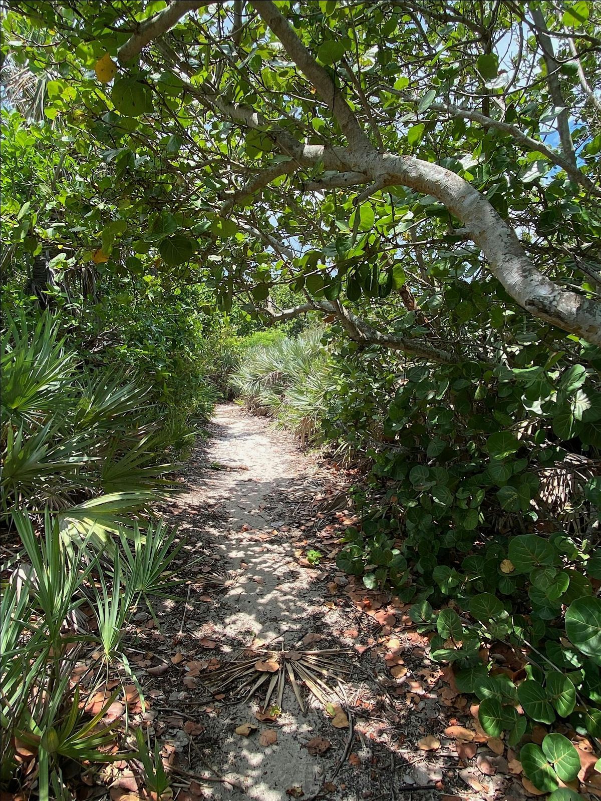 Coconut Point Dune to Lagoon Guided Hike, 21 December | Event in Melbourne Beach | AllEvents