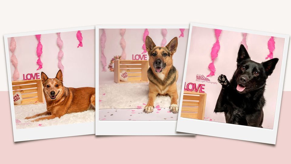 Valentines Photos with Fetch Light Photography , The Dogs' Spot Dog