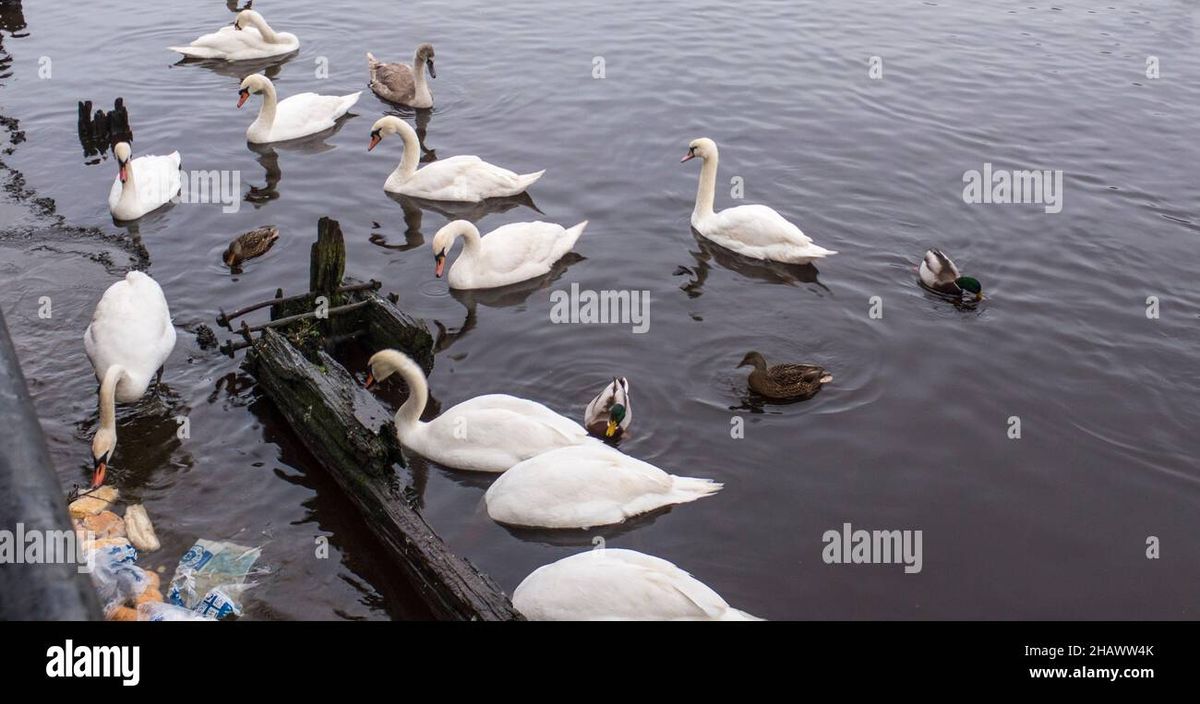 Swan Lake - Stockton | Event in Stockton | AllEvents