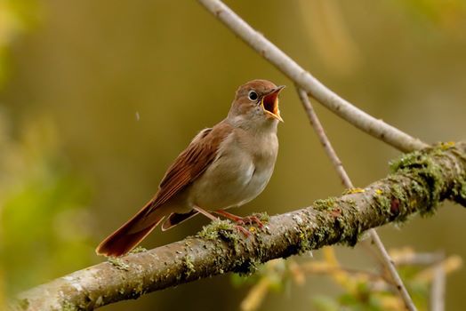 Warum Singen Nachtigallen Nachts At Natur Museum Luzern Lucerne