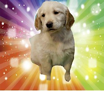 It's Raining Puppies!, 8 November | Event in Dumfries | AllEvents