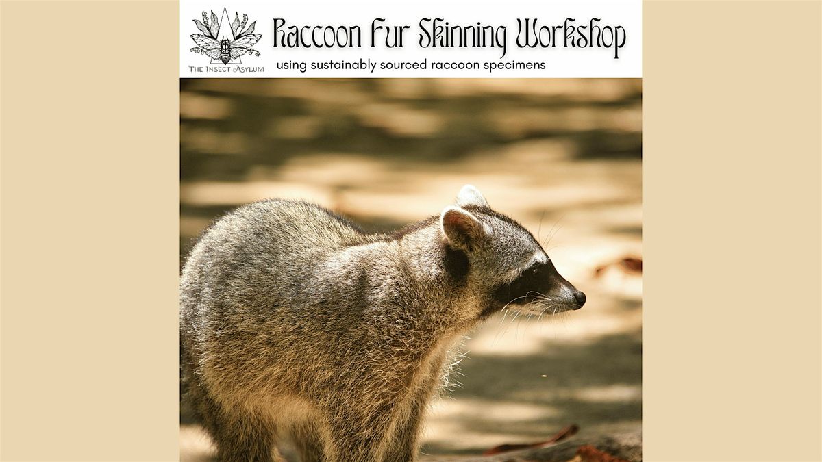 Raccoon Fur Skinning Workshop, 12 December | Event in chicago | AllEvents