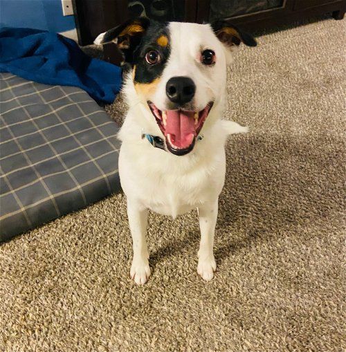 Meet the Adoptables, Chuck & Don's Pet Food & Supplies (Elk River), 4