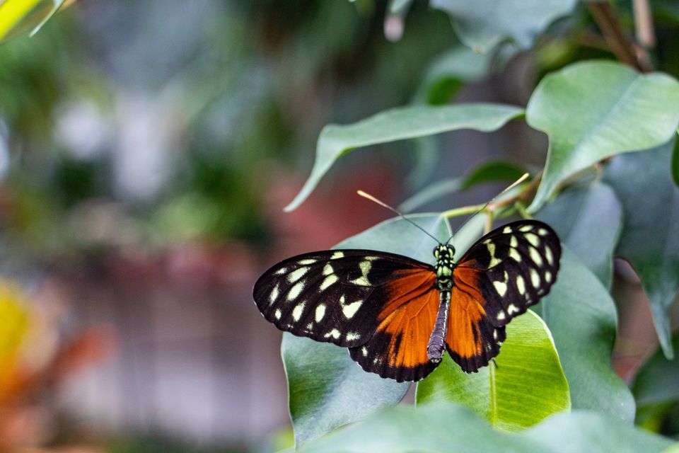 Butterflies in Bloom, Dow Gardens, March 3 2023 AllEvents.in
