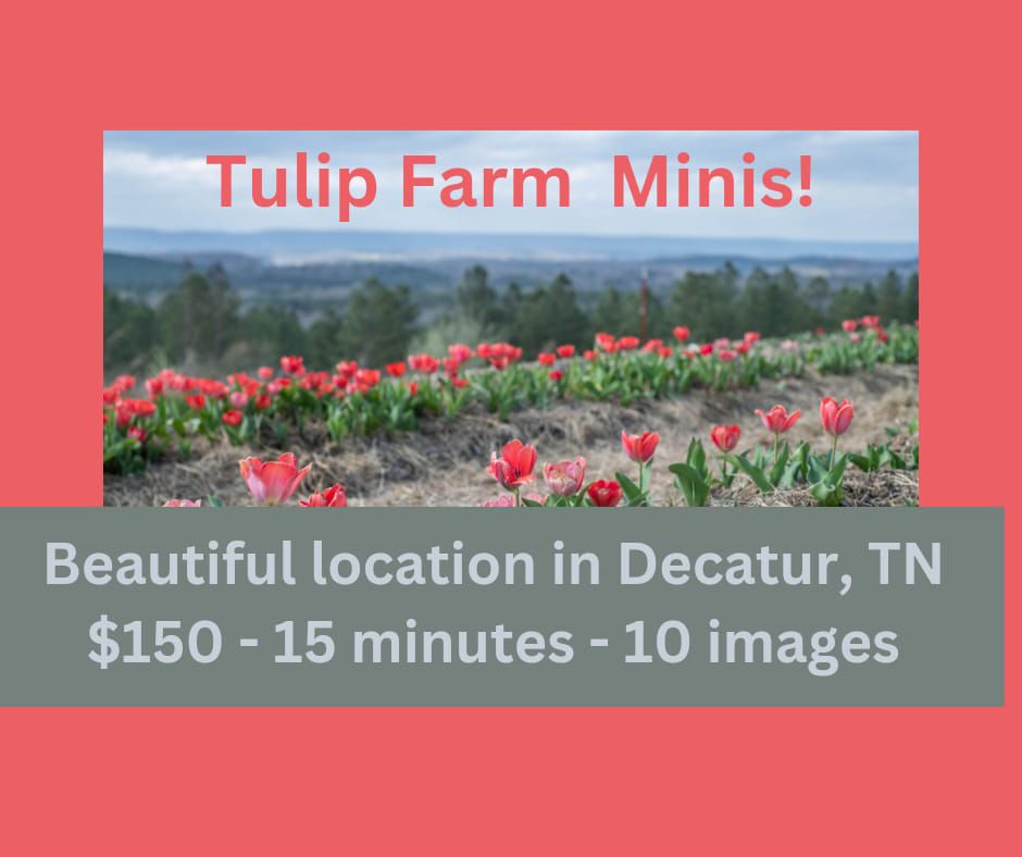 Tulip Spring Minis , Sanctuary Ridge Farm, Monroe, 16 March 2024 ...