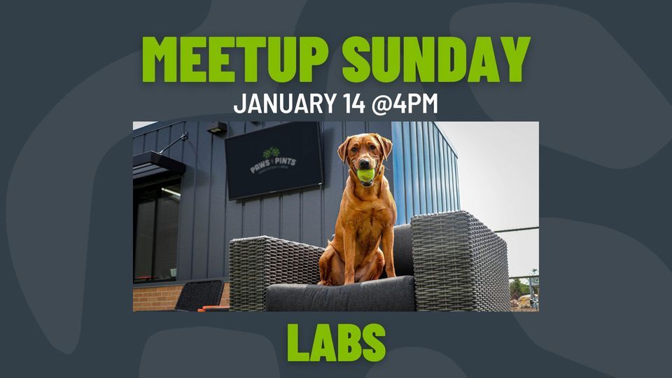 Meetup Sunday Labs, Paws and Pints, Norwalk, January 14 2024