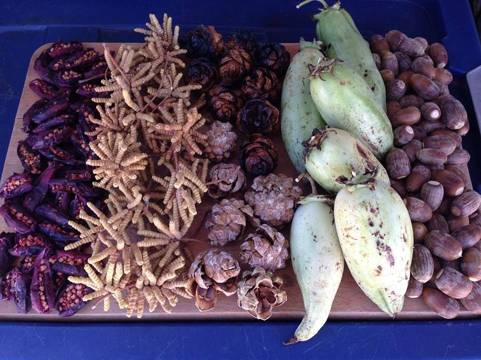 Edible & Medicinal Plants of the Northern Chihuahuan Desert, El Paso
