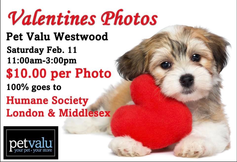 Valentine Photo Day!, Pet Valu Westwood London, February 11 2023